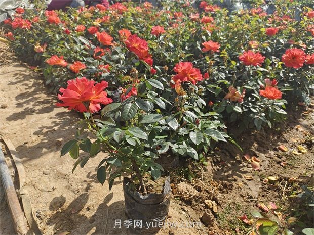月季花怎么養(yǎng)護？(圖1)
