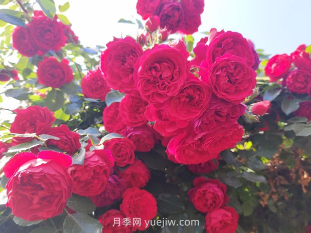 藤本月季哪些品種好養(yǎng)？(圖4)