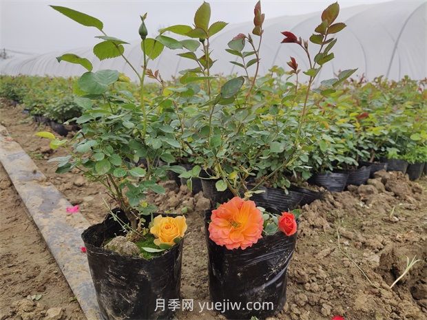 月季花怎么繁殖？(圖1)