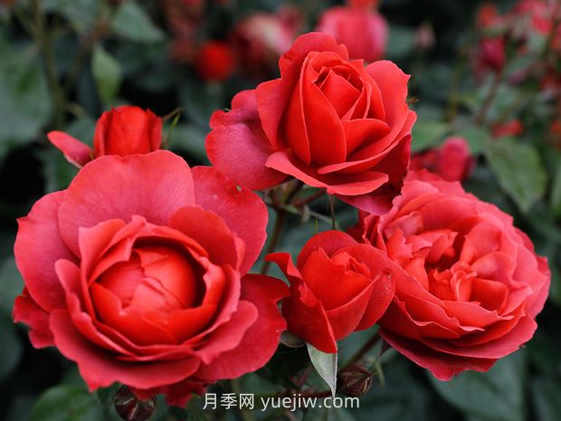 月季和薔薇有什么區(qū)別？(圖1)