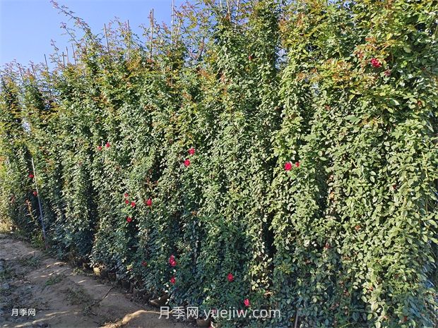 薔薇和藤本月季哪個(gè)比較好養(yǎng)？(圖1)