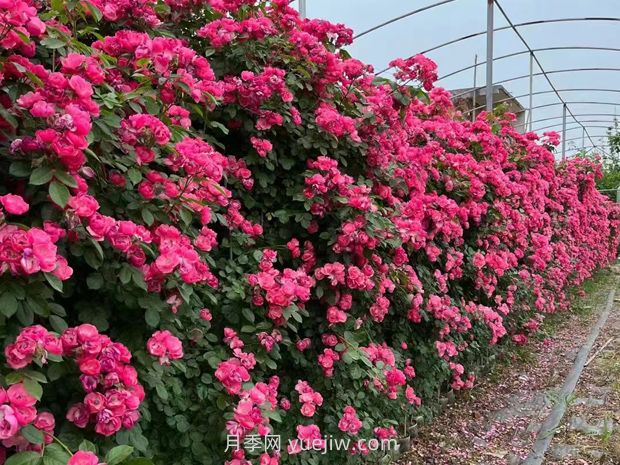 爬藤月季什么季節(jié)開花？(圖2)