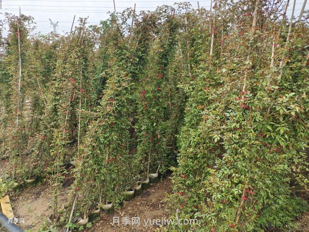 爬藤月季什么季節(jié)開花？(圖3)