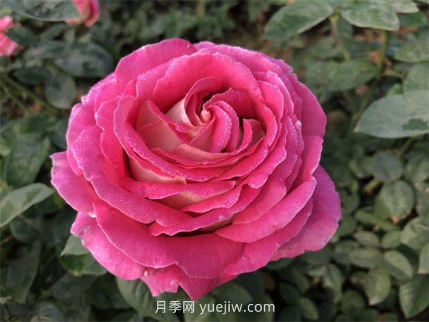 月季花和玫瑰花有什么區(qū)別？(圖1)