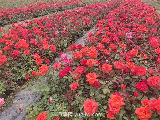 月季花的特點(diǎn)是什么？(圖1)