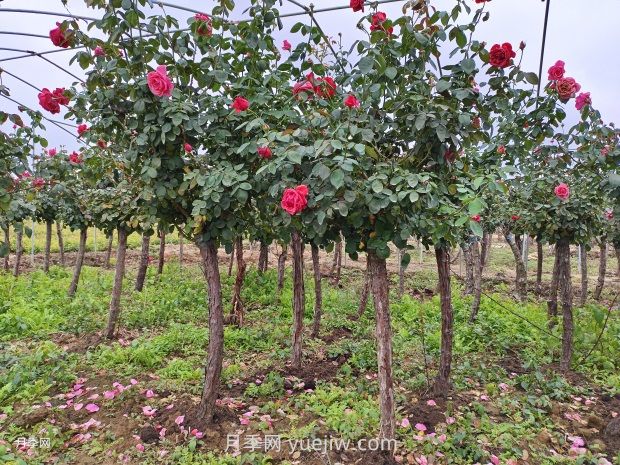 月季花什么時(shí)候移栽比較好？(圖2)