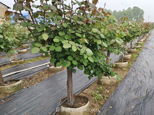 月季花什么時(shí)候移栽比較好？(圖3)