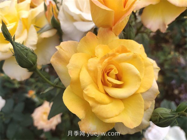 月季花好養(yǎng)嗎？(圖1)