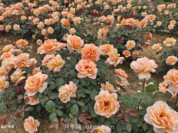 月季花好養(yǎng)嗎？(圖2)