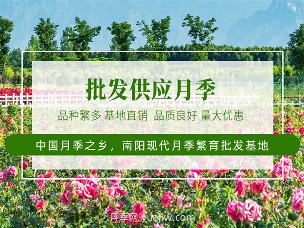 月季之鄉(xiāng)是哪個(gè)城市？南陽月季之鄉(xiāng)(圖3)