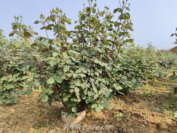 大花月季種植密度，每平幾棵？(圖1)