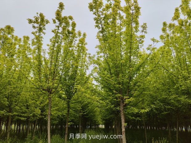 南陽(yáng)鎮(zhèn)平苗木花卉產(chǎn)業(yè)綻放美麗經(jīng)濟(jì)(圖1)
