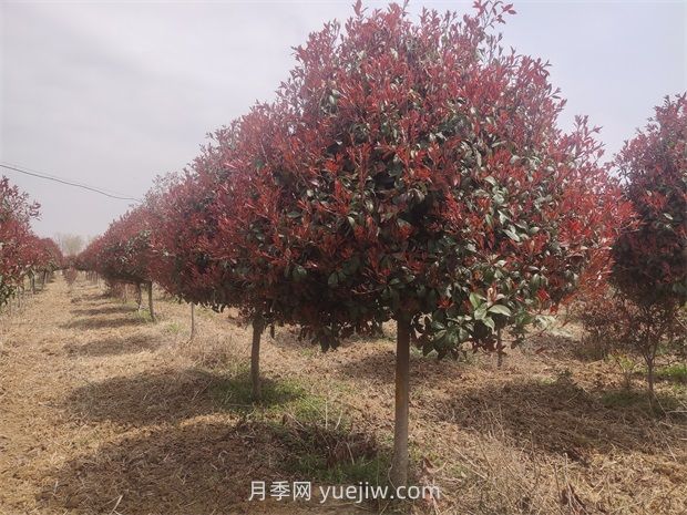 南陽(yáng)鎮(zhèn)平苗木花卉產(chǎn)業(yè)綻放美麗經(jīng)濟(jì)(圖2)