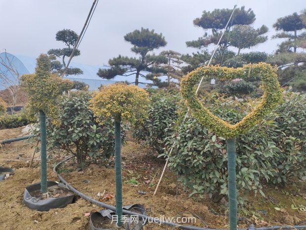 綠化苗木種植怎樣養(yǎng)護(hù)？(圖1)
