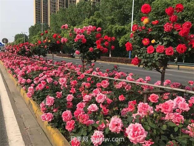 綠化養(yǎng)護(hù)如何提高管理？(圖1)