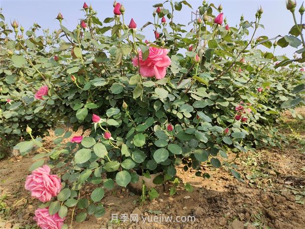 應(yīng)對高溫種月季，夏天苗木種植如何提高成活率？(圖2)