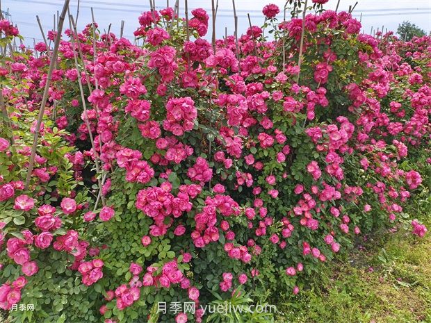 應(yīng)對高溫種月季，夏天苗木種植如何提高成活率？(圖3)