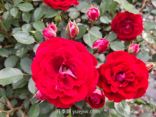花卉植護葉子養(yǎng)護四點措施(圖1)
