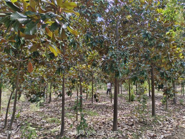 廣玉蘭樹苗種植方法，怎么澆水和養(yǎng)護(hù)技巧(圖1)