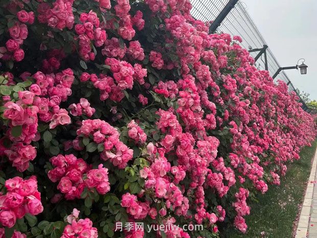 園林種植設(shè)計(jì)中的立面設(shè)計(jì)要點(diǎn)(圖1)