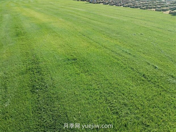 草皮種植適合什么地方？(圖1)