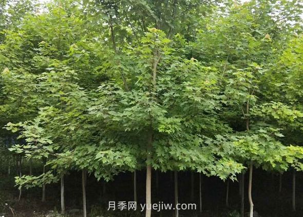 日本紅楓和美國紅楓哪個(gè)好，區(qū)別有什么？(圖1)
