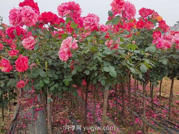 3公分獨(dú)桿月季價(jià)格多少錢？南陽(yáng)基地批發(fā)供應(yīng)報(bào)價(jià)(圖1)