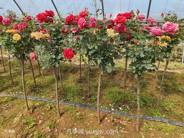 3公分獨(dú)桿月季價(jià)格多少錢？南陽(yáng)基地批發(fā)供應(yīng)報(bào)價(jià)(圖3)