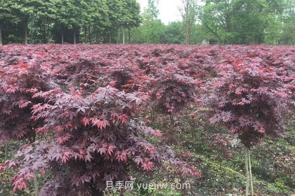 雞爪槭和紅楓的區(qū)別，四大不同之處(圖2)