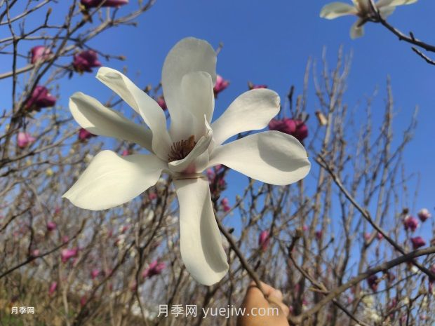 玉蘭花有什么顏色？帶你一起了解南陽(yáng)玉蘭花(圖1)