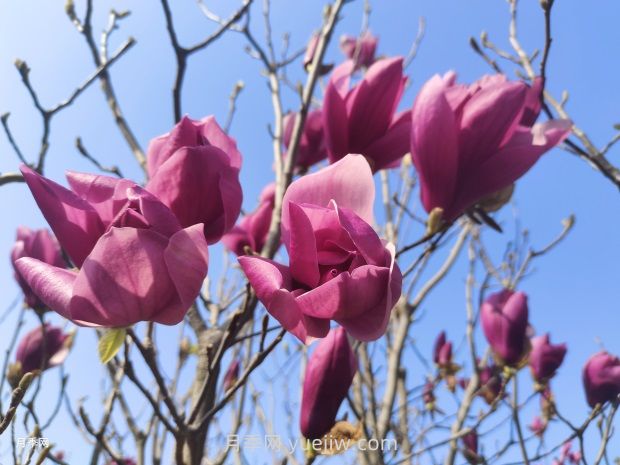 玉蘭花有什么顏色？帶你一起了解南陽(yáng)玉蘭花(圖2)