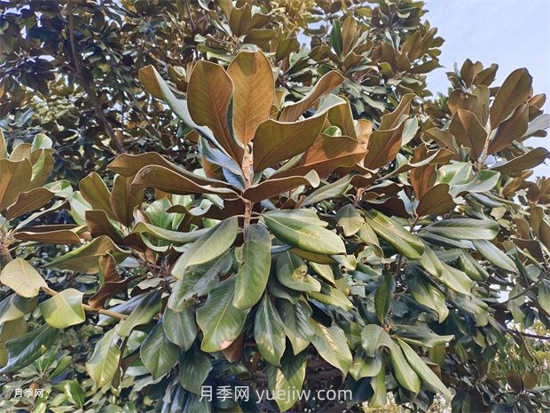 廣玉蘭是常綠樹(shù)還是落葉樹(shù)？(圖1)