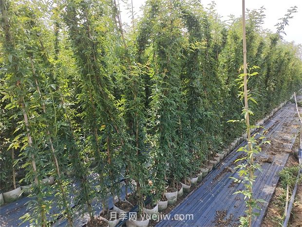 薔薇花一年開幾次花？只有一次(圖1)