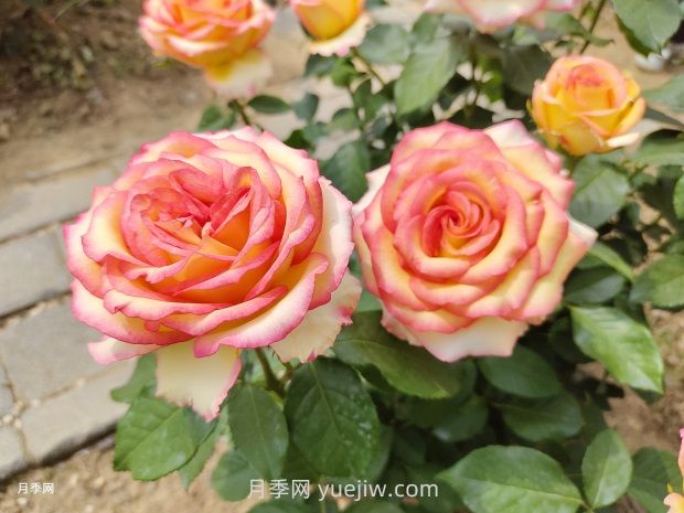 地栽山東月季花，現在施肥晚不晚？多用葉面肥效果更明顯(圖1)