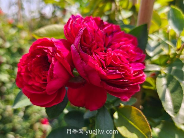 弗洛倫蒂娜月季，爆花健壯抗病耐寒正紅色爬藤王者(圖3)