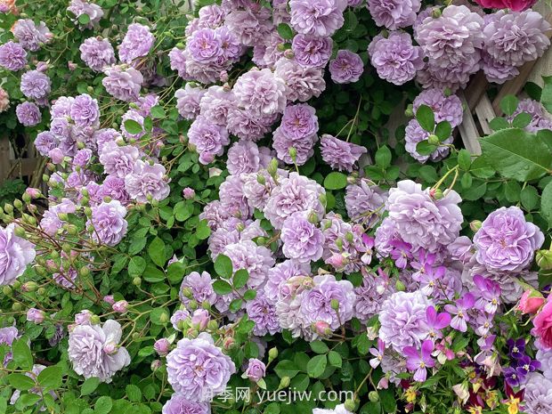 藍色陰雨月季，花開如瀑的藍紫色爬藤(圖1)