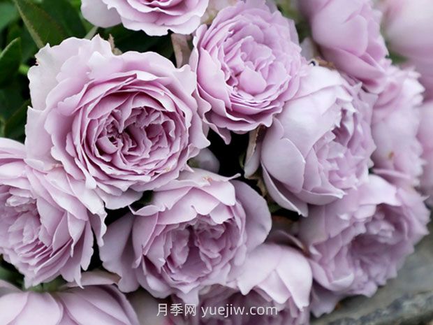 藍色陰雨月季，花開如瀑的藍紫色爬藤(圖2)