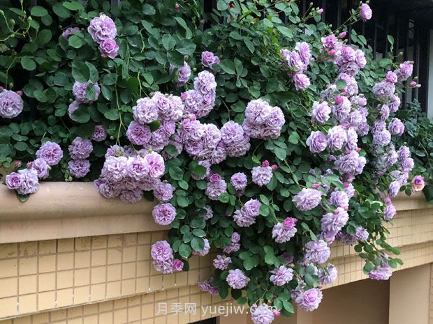 藍色陰雨月季，花開如瀑的藍紫色爬藤(圖3)