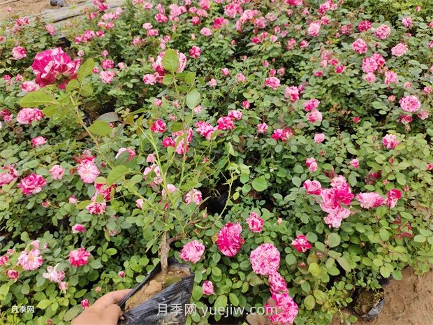 養(yǎng)月季要舍得施肥，多噴磷鉀肥，開花數(shù)量才會多(圖2)