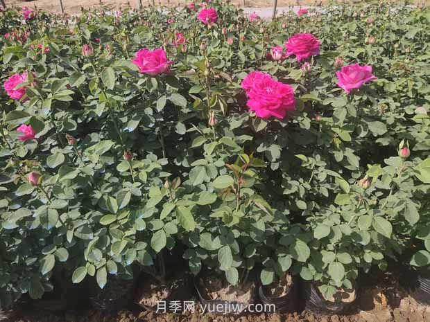 綠籬和苗圃除草那么難，怎么做才能事半功半？(圖2)