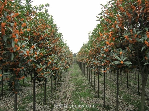 桂花苗木生長(zhǎng)對(duì)氣候和土壤的要求(圖1)
