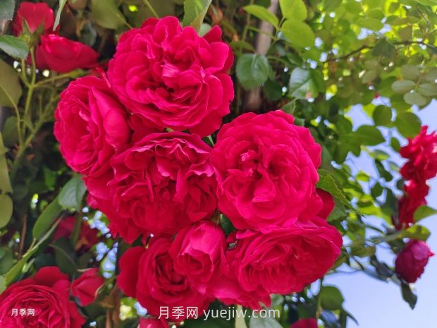德國科德斯月季，品種匯集(圖1)