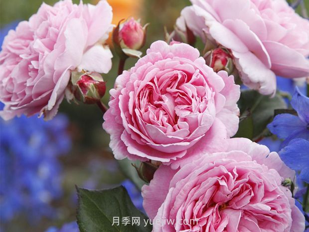 德國科德斯月季，品種匯集(圖10)