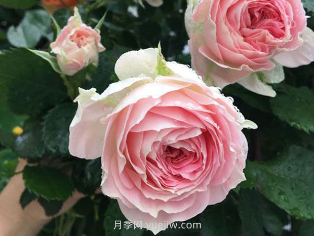 德國科德斯月季，品種匯集(圖11)