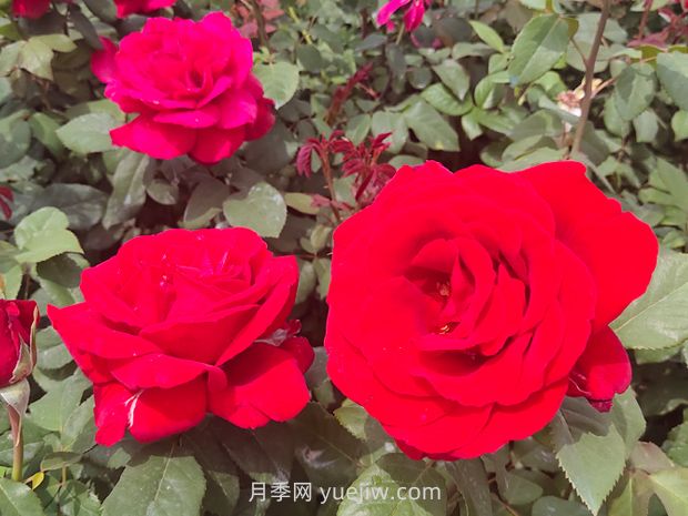 夏季什么草花比較好？推薦36種比較好種的花草植物(圖1)