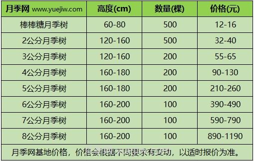 3公分月季樹多少錢？2025年樹狀月季新價格(圖1)