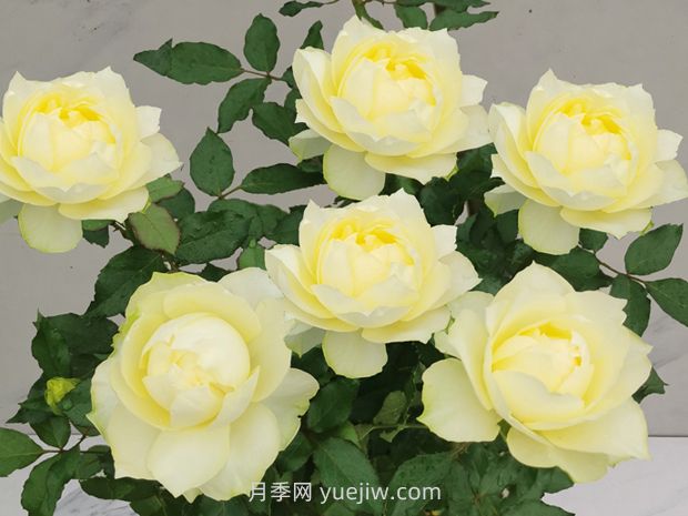 綠芙美人月季(圖1)
