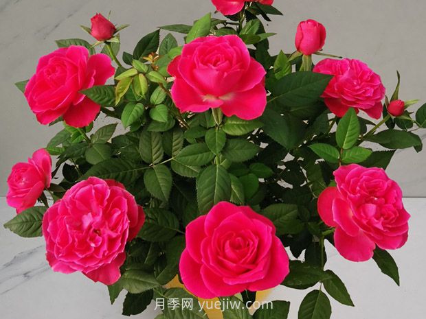 鳳舞布丁月季(圖1)
