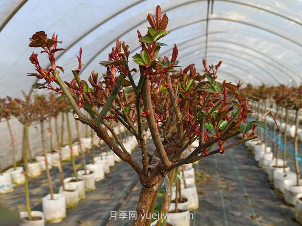 什么季節(jié)適合修剪月季花的枝條？(圖1)