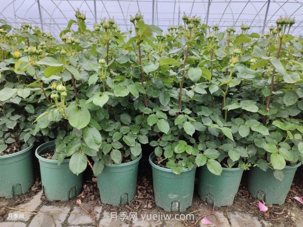 月季花的開花與施肥關(guān)系密切：技巧大揭秘(圖1)